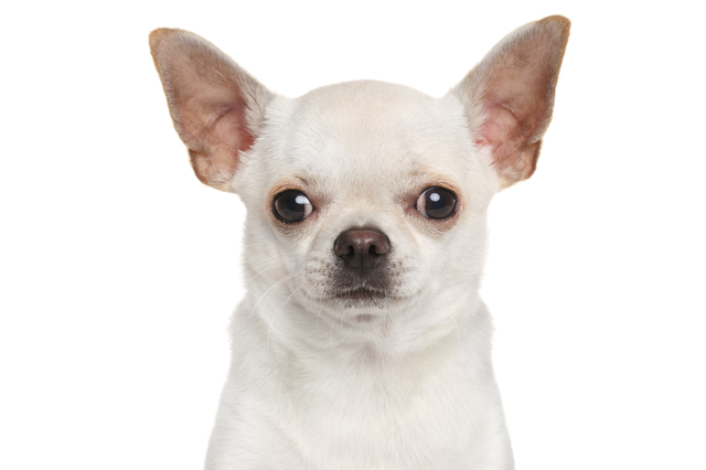 Chihuahua dog. Close-up portrait isolated on white background.